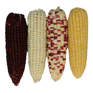 甜糯玉米种籽大全高产水果黑糯玉米种子白香甜软糯粘超甜花春季