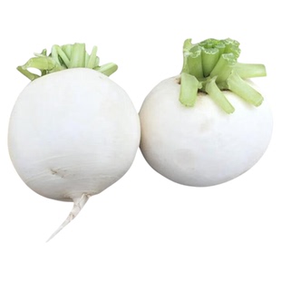 苏北农家新鲜白萝卜露天种植现拔泥萝卜圆白小萝卜腌菜泡菜萝卜干