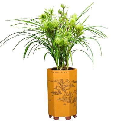 德芳兰业盆栽春兰花卉植物室内