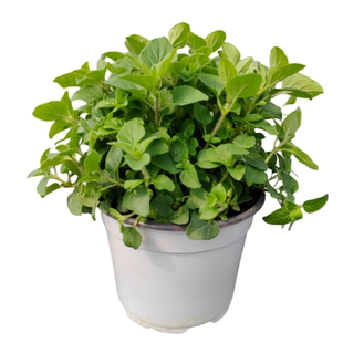 希腊牛至可食用香草植物盆栽克拉香草披萨草西餐料理调味香料