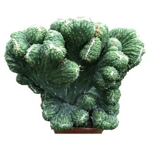 五指山影盆景仙人球新人易养室内防辐射虎头山基地多肉植物仙人山