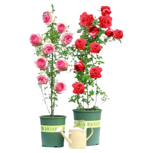 【1米6大苗】蔷薇花苗藤本月季大苗爬藤植物四季种植花卉盆栽玫瑰