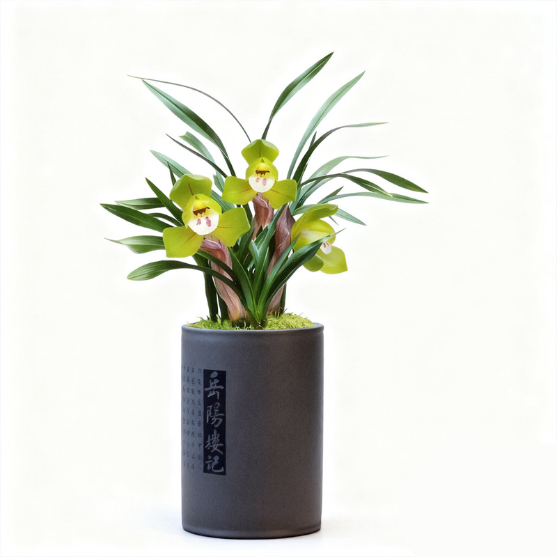 名贵春兰浓香兰花苗大富贵精品盆