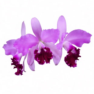 番茄雅韵堂Rlc.Taiwan Beauty‘紫棠佳人’卡特兰兰花包邮洋兰