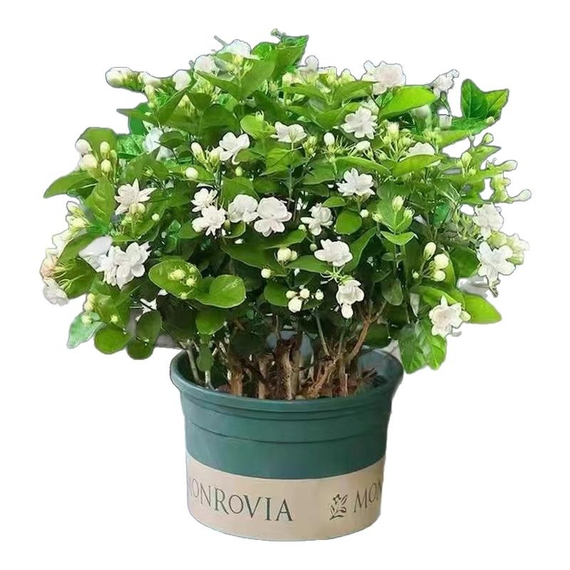 茉莉花盆栽室内四季观花带花苞