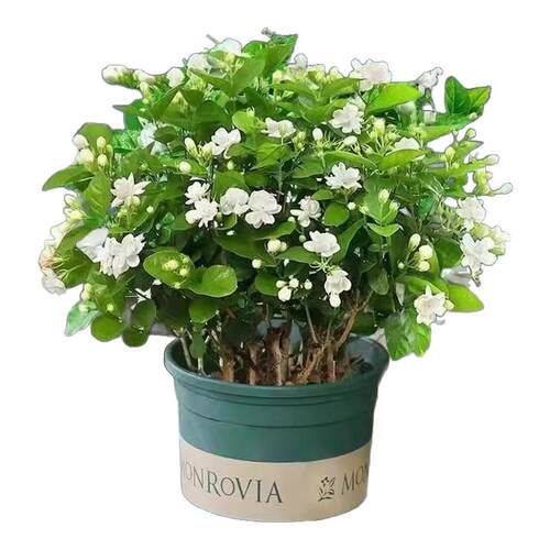 重瓣茉莉花盆栽大棵四季观花带花苞室内客厅浓香庭院好养水培花卉