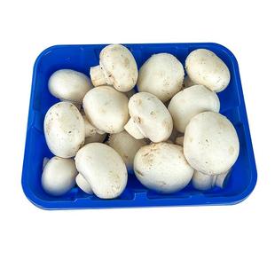 新鲜蘑菇约500g 口蘑 食用菌菇 白蘑菇 口菇 双孢菇 煲汤炒菜蔬菜