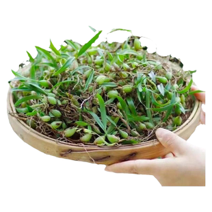 石橄榄新鲜非野生小果单叶石橄榄草汤包炖料干货岩珠石仙桃中药材