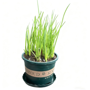 种植可食用四季香葱小盆栽植物观察生长厨房香草葱头种植带根