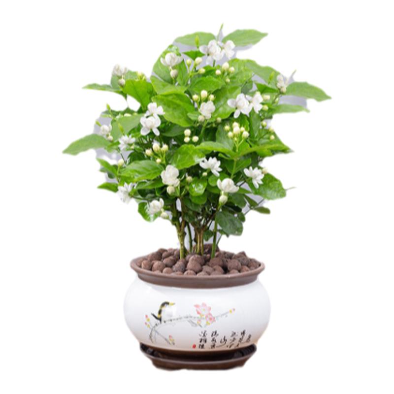 香水茉莉花盆栽可以泡水喝茉莉花带花阳台庭院耐热耐晒限北京销售