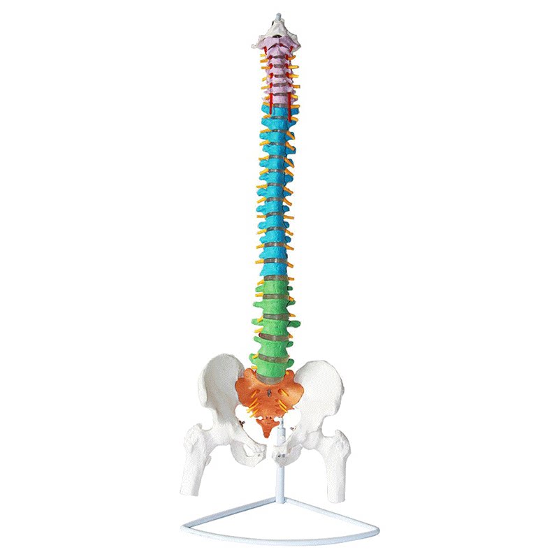 人体骨骼模型脊椎脊椎骨骨架