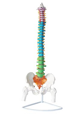 人体骨骼模型脊椎脊椎骨骨架