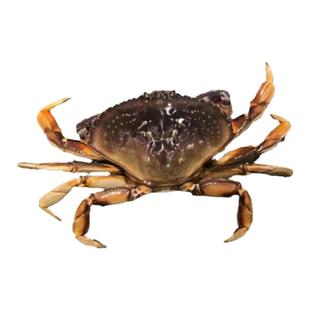 【全国多仓发货】鲜活珍宝蟹俄罗斯新鲜海鲜特大10斤帝王面包螃蟹