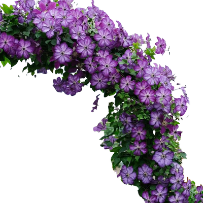 【带花爬藤大苗】铁线莲不活包补