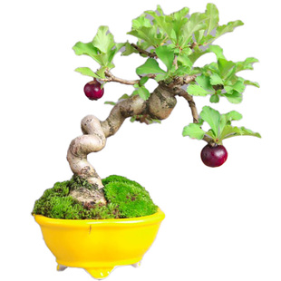 山里红盆景茶室办公桌面好养观果绿植物庭院阳台盆栽野山楂小老桩