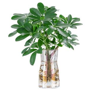 水培植物老桩七叶莲盆栽鸭脚木植物室内花四季客厅办公室桌面绿植