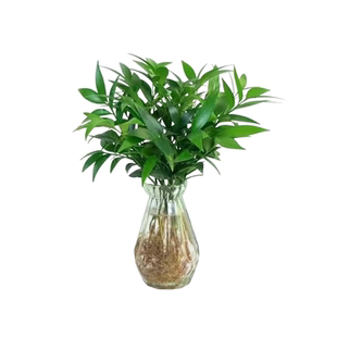 水培植物竹柏大苗室内盆栽水养驱蚊四季常绿净化空气绿植