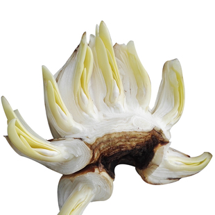 【7-11花苞 花王雕刻】漳州水仙花种球已雕刻好带花苞单复瓣年宵