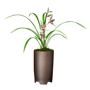 建兰兰花苗四季宝岛仙女浓香卉盆景栽土绿带草植物花苞名贵春蕙墨