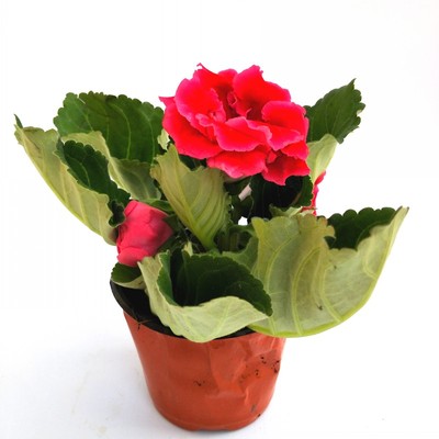绿植大岩桐办公室桌面花卉植物