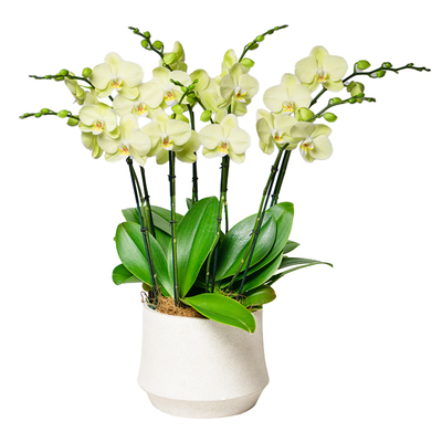 金色池塘欧品蝴蝶兰盆栽带花客厅