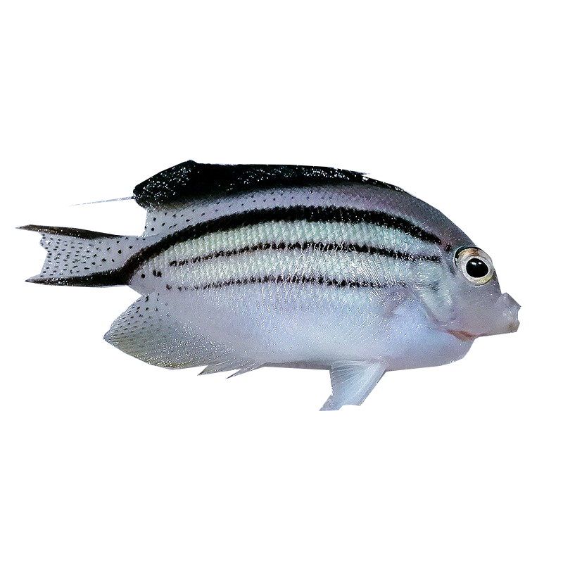 拉馬克神仙魚 海水魚天皇仙珊瑚 神仙魚定水快遞包活小型寵物魚
