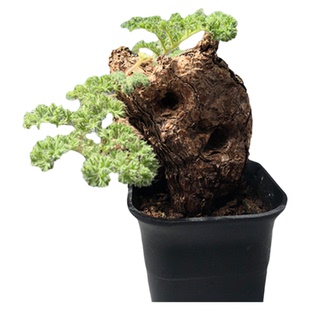 花龙园艺 洋葵天赐惠比大黑断崖女王琉桑麒麟弹簧草块根多肉植物