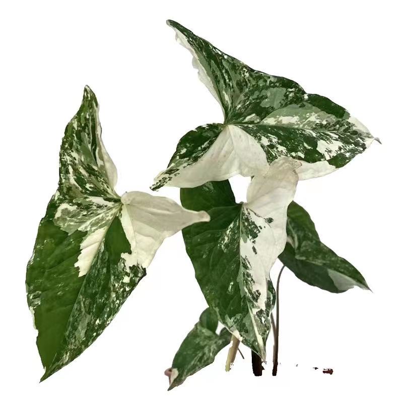 白锦合果芋SyngoniumPodophyllum室内网红锦化植物热植