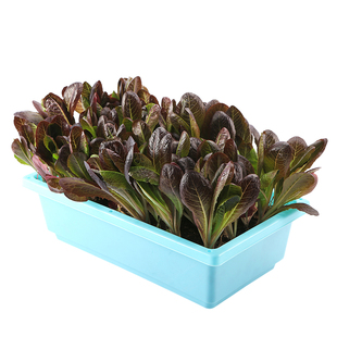 适合四季冬天阳台盆栽的菜紫罗马生菜种子籽种植蔬菜籽种籽孑大全