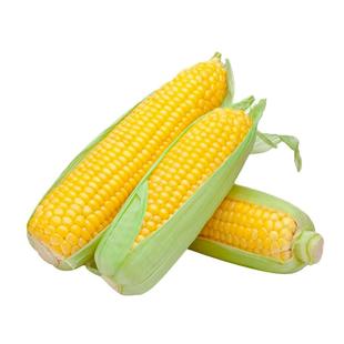 中农甜488牛奶香超甜水果玉米种子脆糯四季春季种籽国审白甜种孑