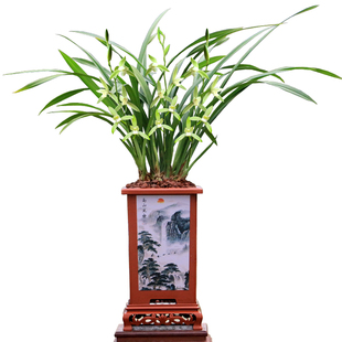 翁源兰花老种四季建兰大凤素带花浓香好养室内办公室绿植花卉盆栽