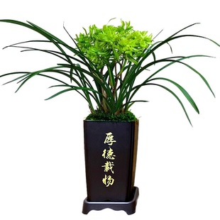 带花苞兰花苗【花开富贵】名品浓香型春兰奇花兰花苗室内盆栽植