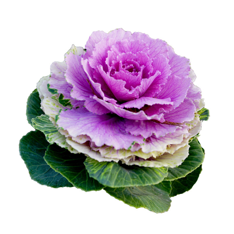 适合秋冬季种的菜芹菜甘蓝孢子甘蓝白菜羽衣松花菜耐寒盆栽蔬菜苗