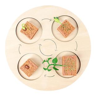 蒙台梭利科教认知教具植物生命成长周期进化仿真动物生长过程模型