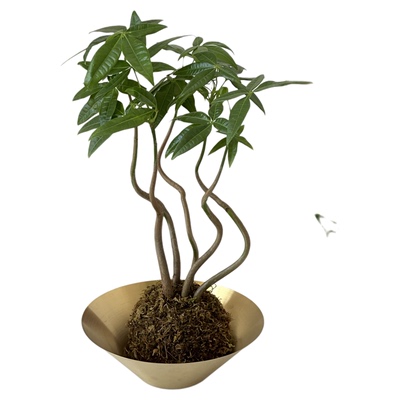 发财树苔藓球懒人盆栽