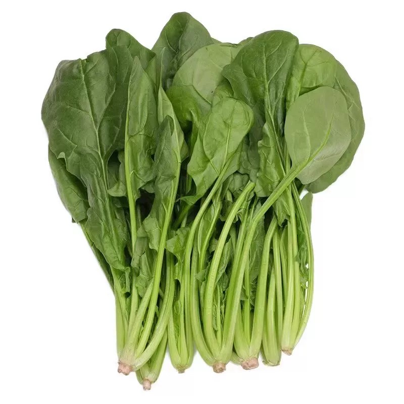 大叶菠菜种子四季易种耐寒耐热