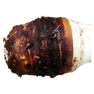 湖南永州特产江永香芋槟榔芋农家自种新鲜蔬菜毛芋头现挖5斤包邮