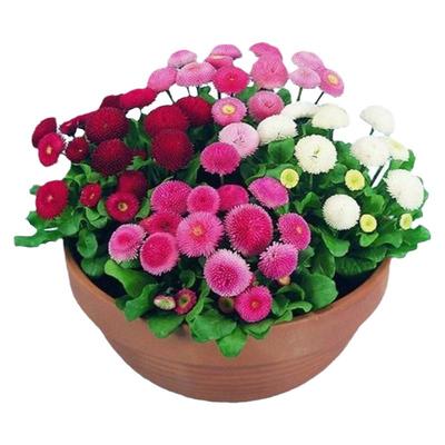 四季播种开花矮生小雏菊花籽