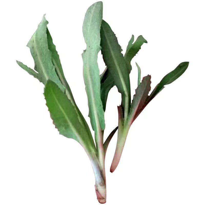 曲麻菜种籽叶菜野菜苦麻菜种子苦菜种籽四季春夏秋冬播阳台盆栽
