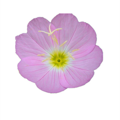 美丽月见草种子粉花多年生宿根