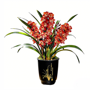 福气年宵花红宝石带花苞盆栽大花蕙兰花苗客厅耐寒鲜花卉绿植好养