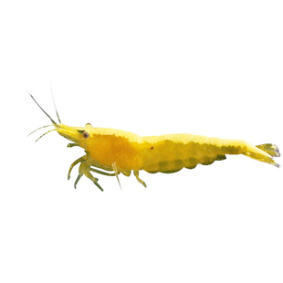 金背黄金米虾观赏虾金背虾草缸观赏虾活体黄金色宠物虾包邮运输