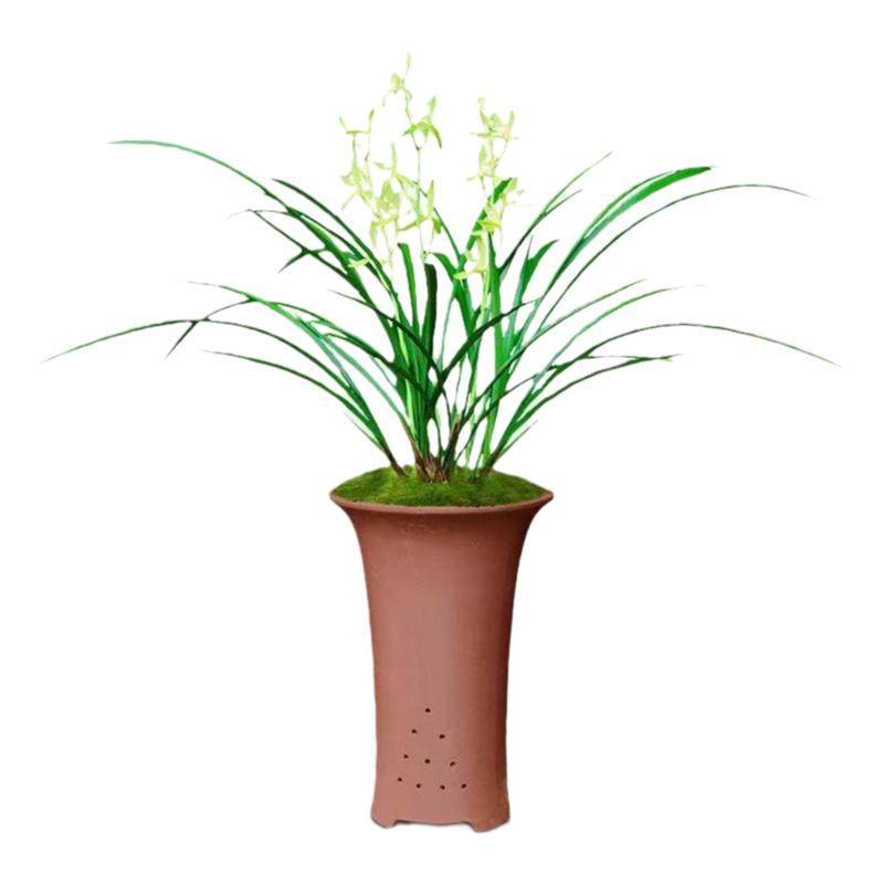 兰花草建兰四季兰龙岩素大凤素夏秋带花苞室内花卉盆栽庭院植物