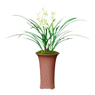 兰花草建兰四季兰龙岩素大凤素夏秋带花苞室内花卉盆栽庭院植物