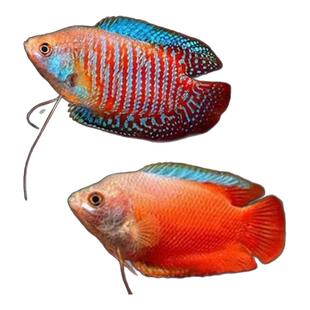 吐口水的丽丽鱼 射水鱼 七彩丽丽 五彩丽丽血丽丽新手鱼无需打氧