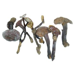 神农架高山 野生赤灵芝菌 无假整支小灵芝非紫黑有虫眼100克 包邮