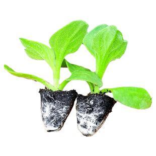 大田水晶四季大叶冰菜苗带土秧苗盆栽蔬菜种苗冰草阳台秋冬蔬菜苗