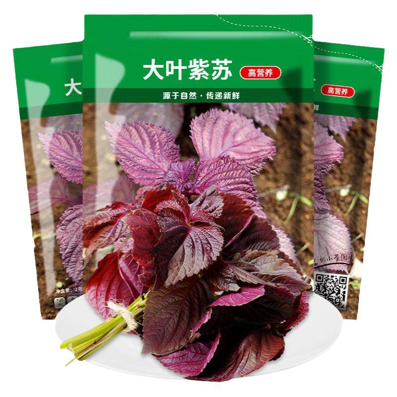 紫苏子种籽大叶可食用