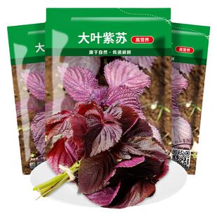 紫苏种子紫苏子种籽可食用大叶苏子籽四季种植盆栽绿苏籽蔬菜种孑