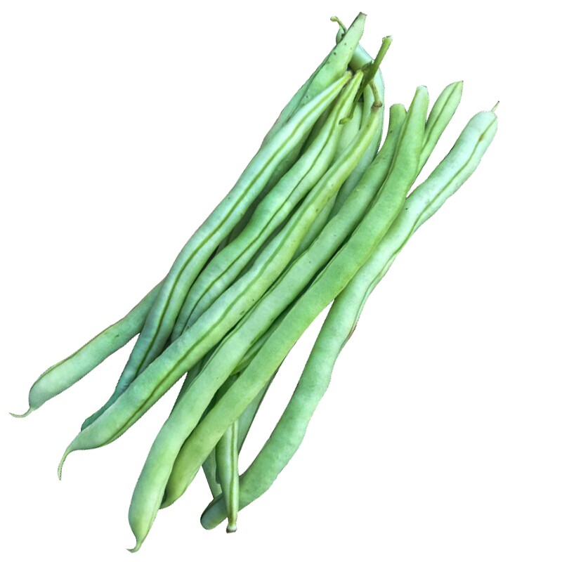 无筋架豆王种子四季豆高产豆角无丝青芸豆春季秋季种籽包邮